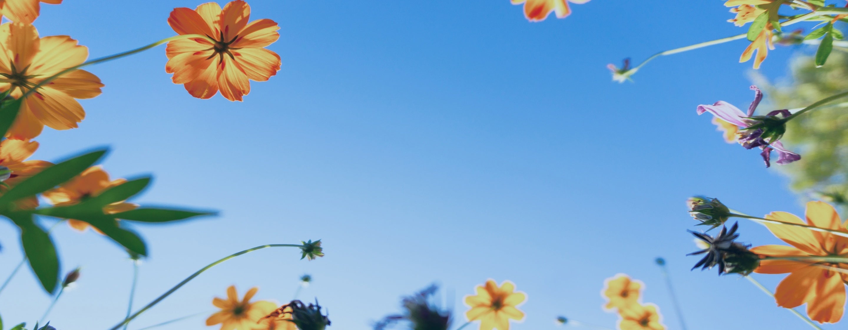 Orange and yellow wildflowers with green stems and leaves are seen from below, framing a clear blue sky in the center, evoking a fresh, sunny day.